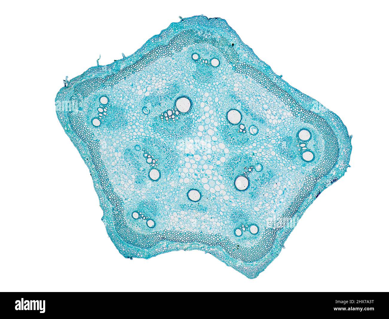 coupe transversale de la tige de la plante sous le microscope – vue microscopique des cellules de la plante pour l'éducation botanique – haute qualité Banque D'Images