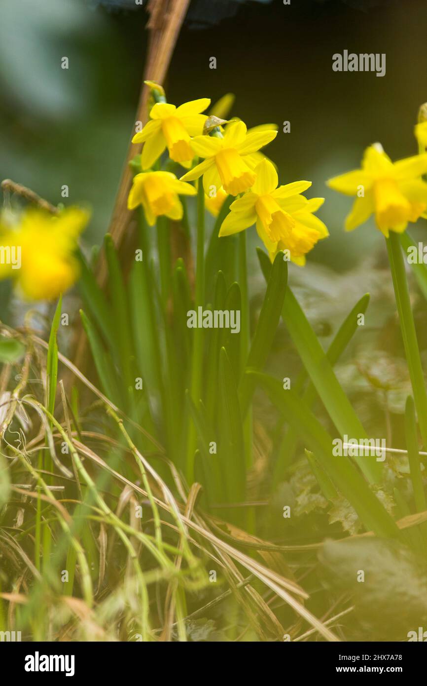 Affiche Toile Chat Bombay Fleurs De Jonquille - Impression Art Déco - Plusieurs Tailles