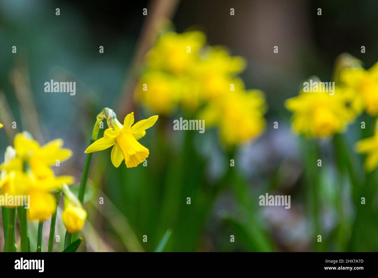 Les fleurs de jonquille naines, également connues sous le nom de narcisse  miniatures, ressemblent à leurs équivalents grandeur nature photographiés  dans un jardin du West Yorkshire, en Angleterre, au Royaume-Uni. Les  narcisse