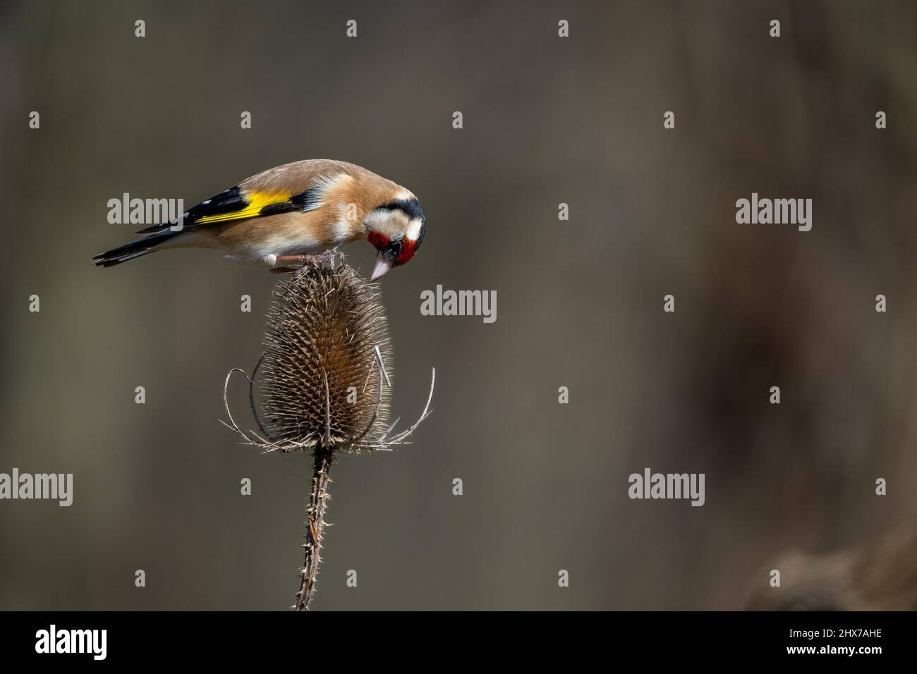Un mâle coloré de Goldfinch (Carduelis carduelis) de semence sur la tête de fleur d'une cuillerée à thé (Dipsacus fullonum) Banque D'Images