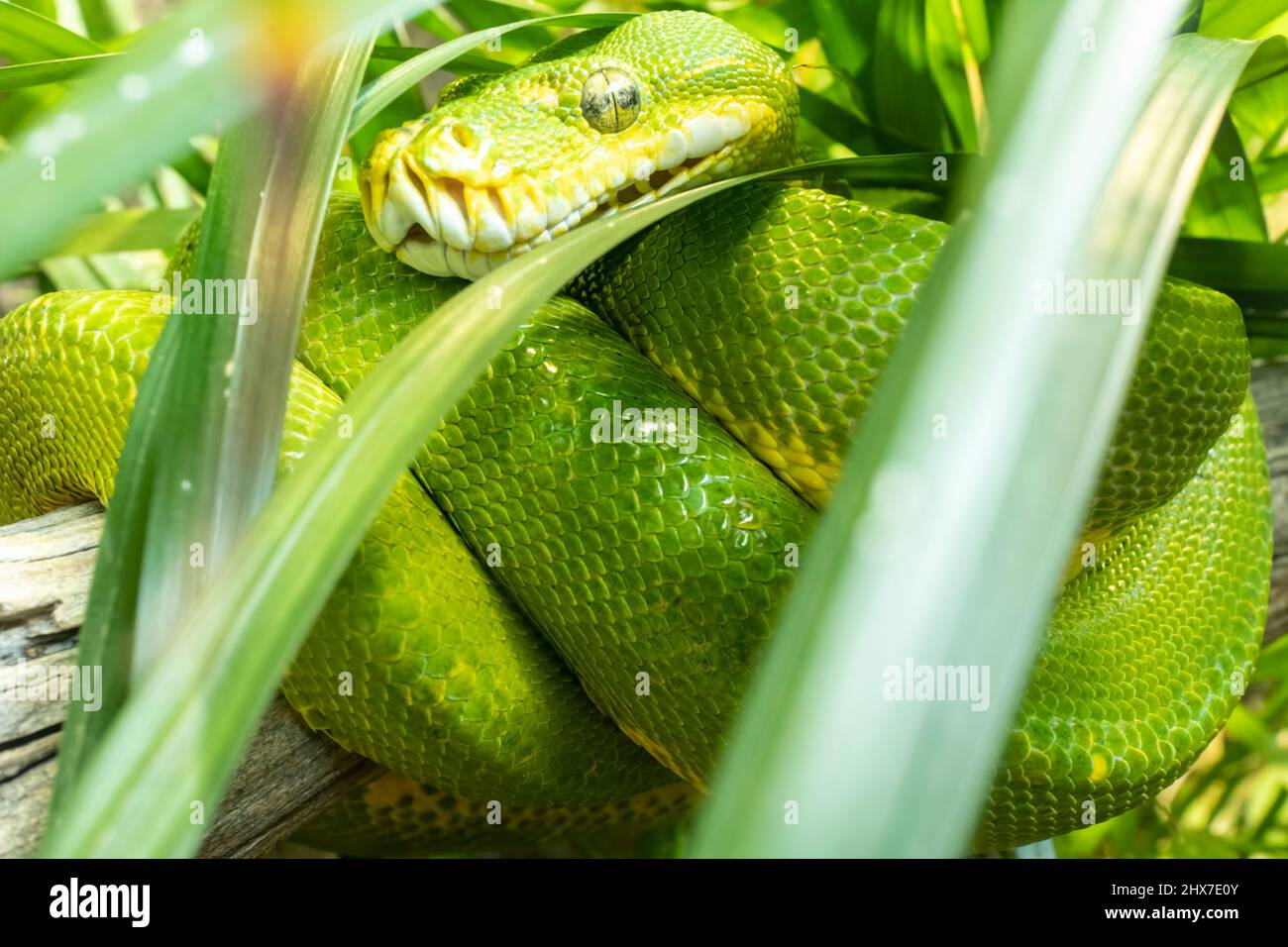 Python d'arbre vert, Papouasie-Nouvelle-Guinée Banque D'Images