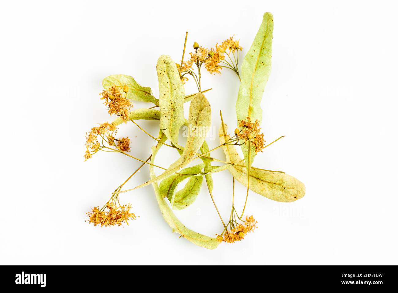 Fleurs de tilleul séchées pour le thé de tilleul à base de plantes Banque D'Images