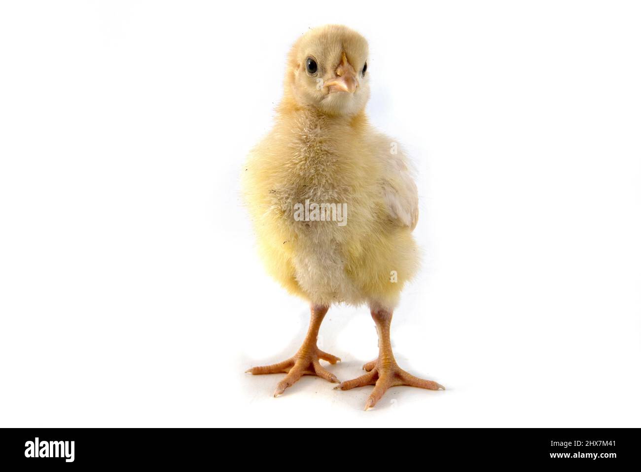 Petit poulet isolé sur blanc Banque D'Images