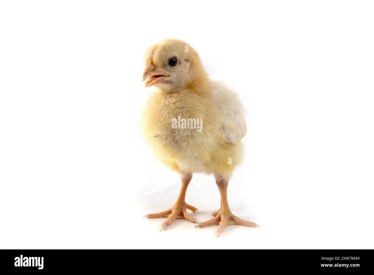 Petit poulet isolé sur blanc Banque D'Images