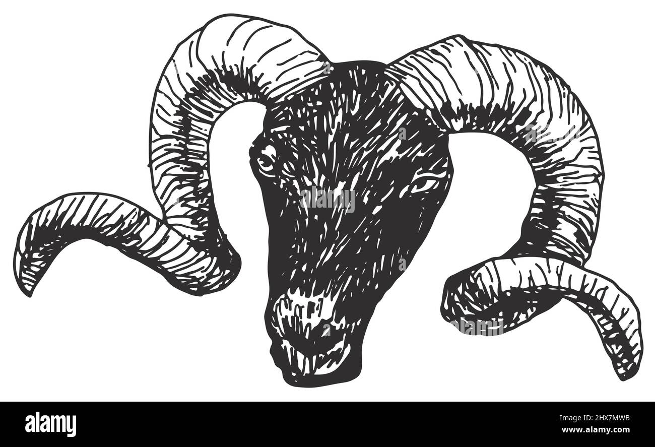 Tête RAM esquisse dessin sur fond blanc illustration vectorielle Illustration de Vecteur
