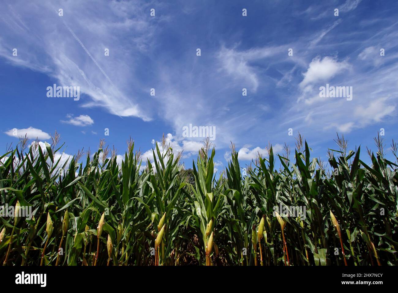 vue de jour de la récolte de maïs - concept agricole Banque D'Images