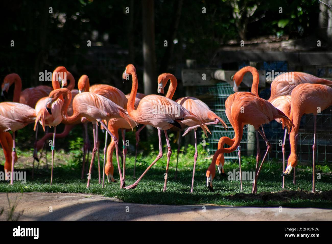 Un groupe de Flamingos, Phoenicoptériformes. Flamants roses. Banque D'Images