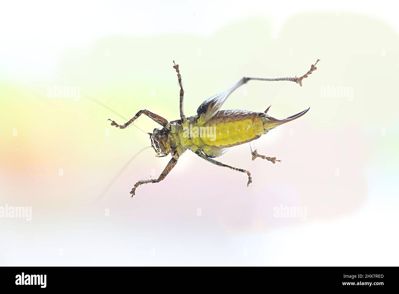 The bush-cricket, Pholidoptera griseoaptera Banque D'Images