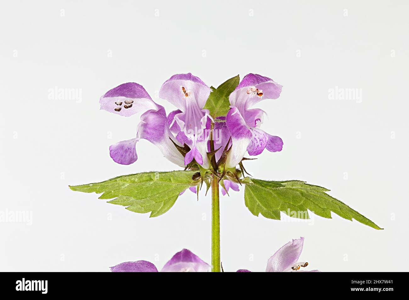 Spotted dead-nettle Lamium maculatum, Banque D'Images
