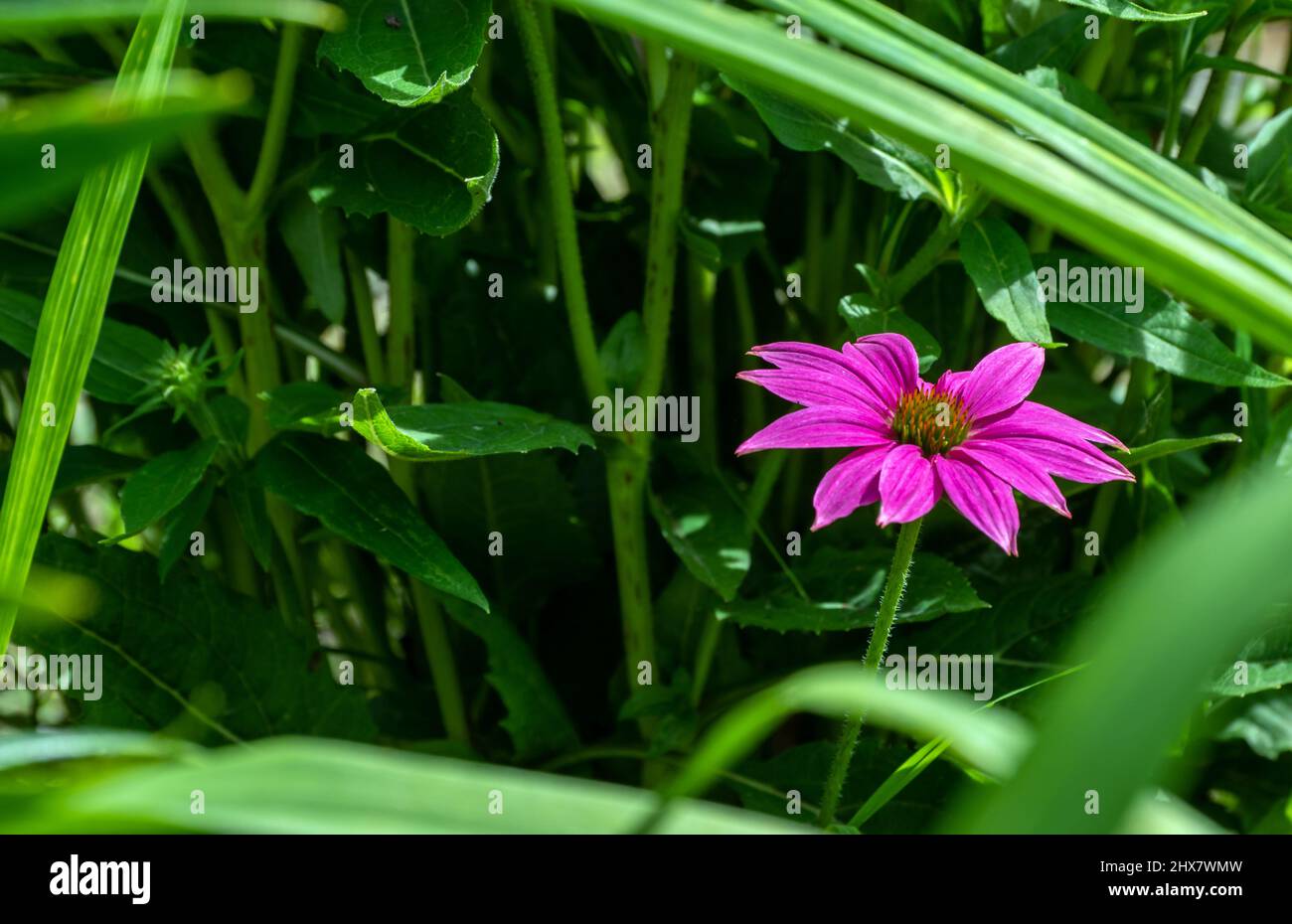 Une seule fleur de conée pourpre entourée de feuilles vertes défocurées évoque un sentiment d'unicité avec une sensation exotique pleine d'énergie et de vie. Banque D'Images