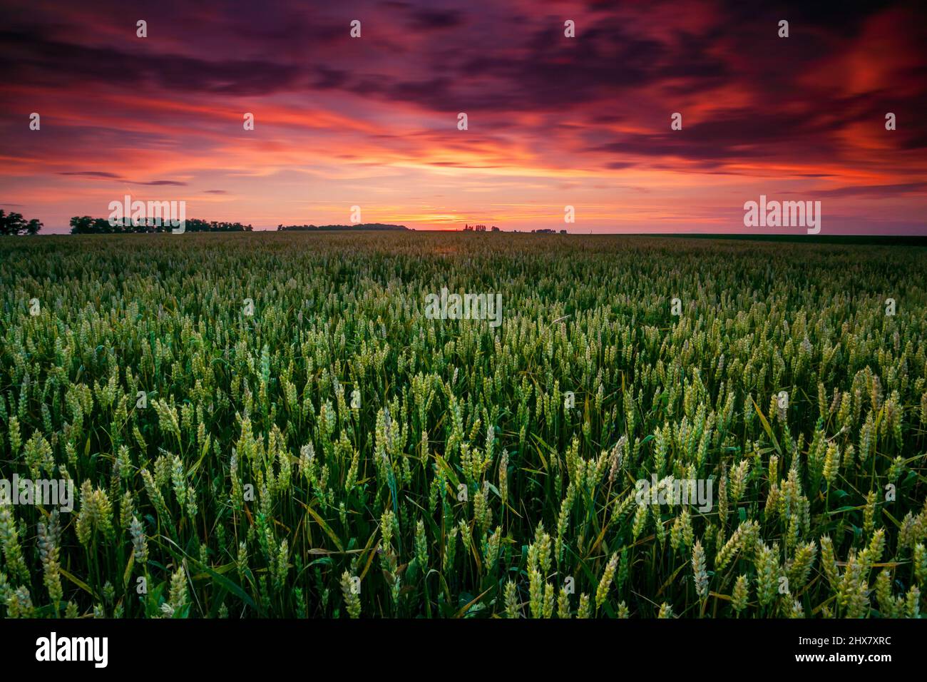 Fantastique champ de blé au coucher du soleil. Ciel couvert coloré. Ukraine, Europe. Le monde de la beauté. Banque D'Images