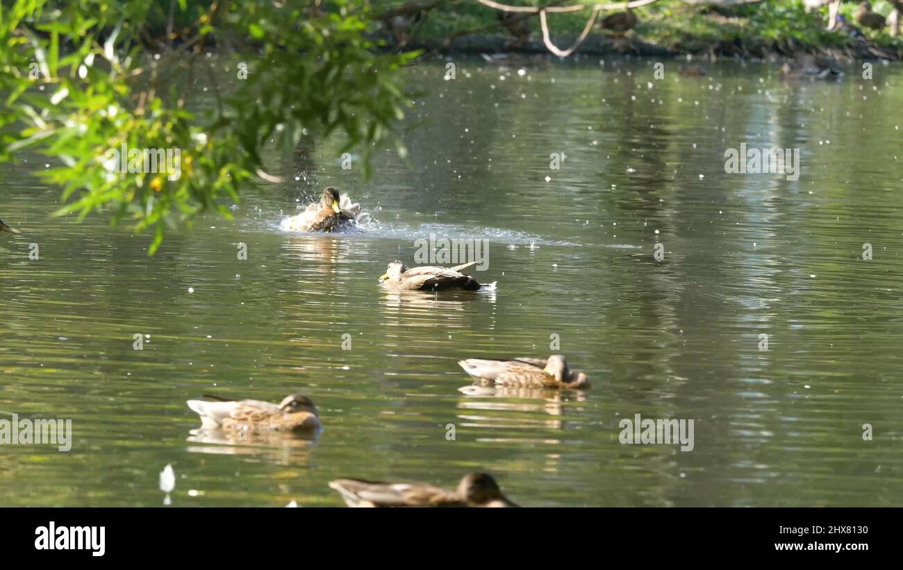 Canards sur l'eau dans l'étang du parc de la ville. Les canards nagent dans un étang dans un parc de la ville. Les canards nagent dans un parc de la ville Banque D'Images