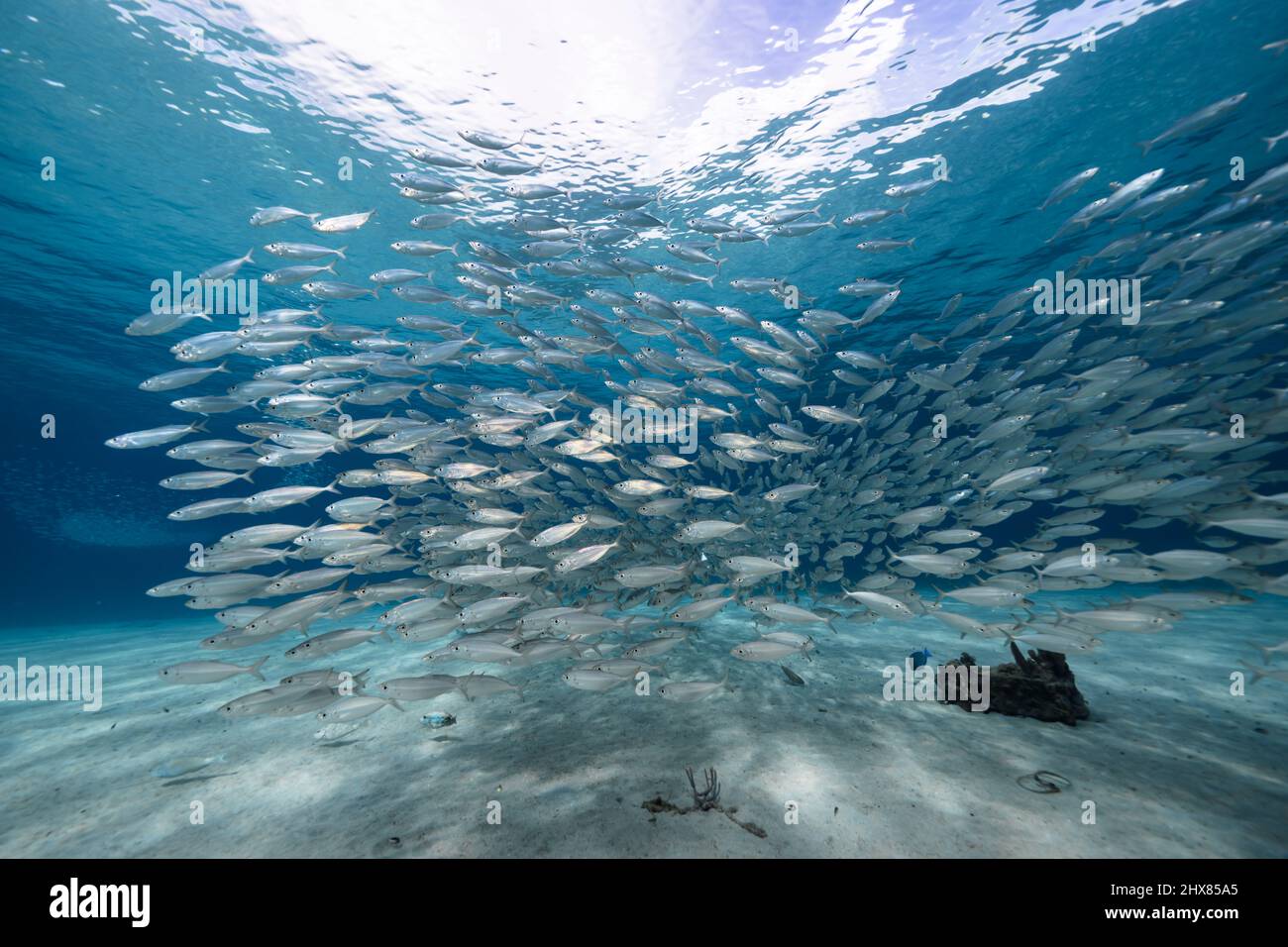 Paysage marin avec boule d'appât, École de poisson, poisson de maquereau dans le récif de corail de la mer des Caraïbes, Curaçao Banque D'Images