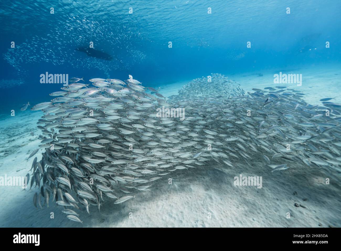 Paysage marin avec boule d'appât, École de poisson, poisson de maquereau dans le récif de corail de la mer des Caraïbes, Curaçao Banque D'Images