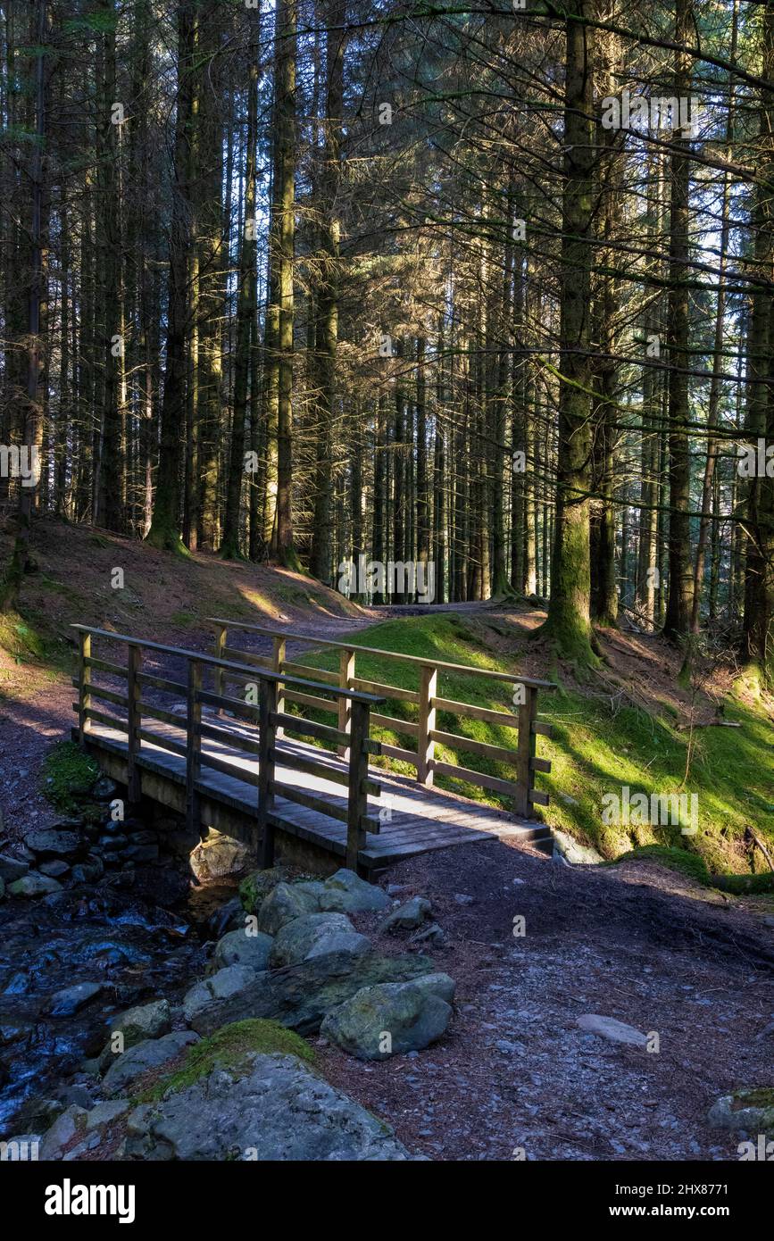 Un pont en bois au-dessus d'un beck sur un sentier à travers la forêt de Whinlatter, Lake District, Angleterre Banque D'Images