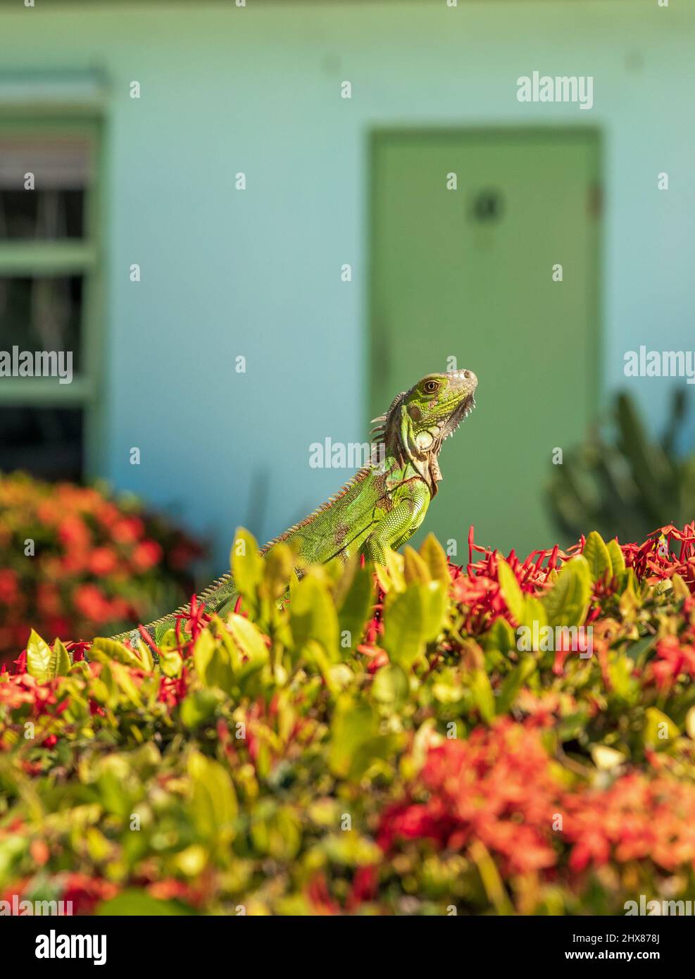 Green Iguanas dans Florida Keys Banque D'Images