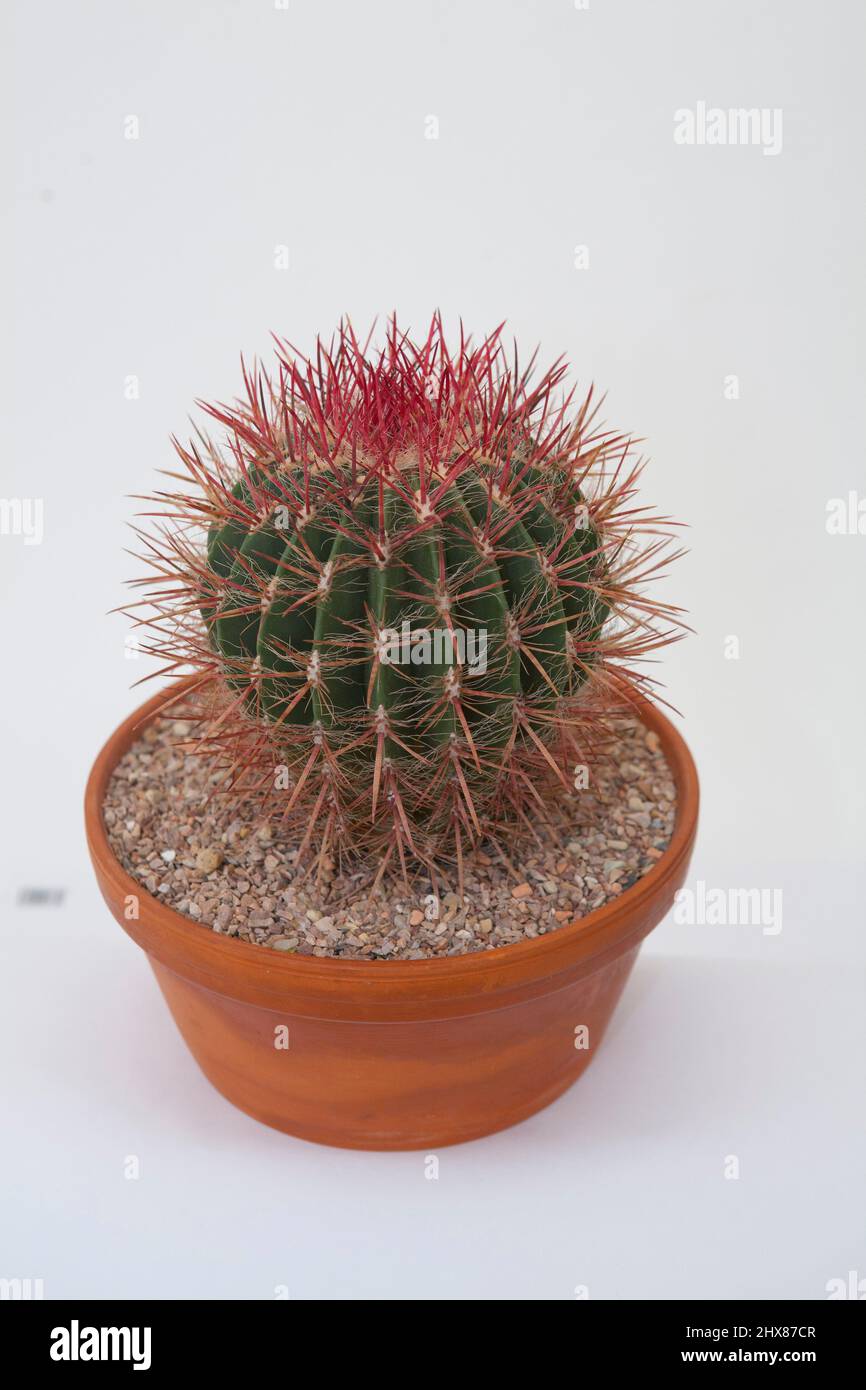 Ferocactus dans un pot Banque D'Images
