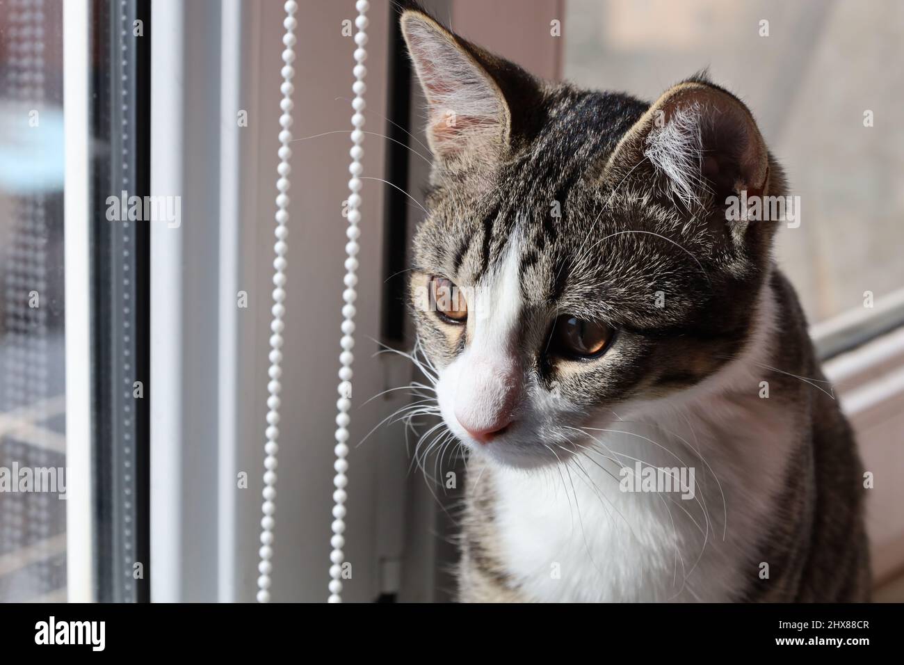 Chat Gris A Rayures Banque De Photographies Et D Images A Haute Resolution Alamy