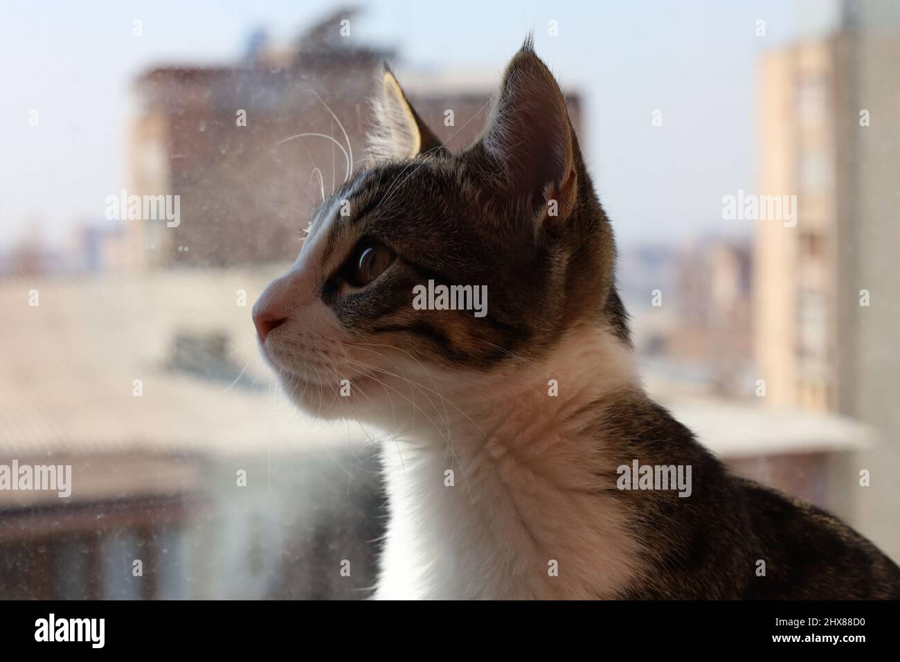Chat blanc-gris avec les yeux bruns et les bandes noires regardant vers l'avant près de la fenêtre Banque D'Images