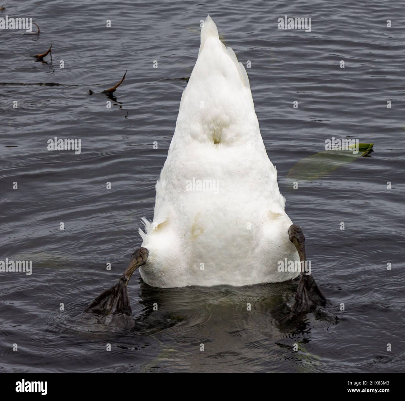 Adulte muet Cygnus Orla nourrissant de mauvaises herbes sous l'eau Banque D'Images