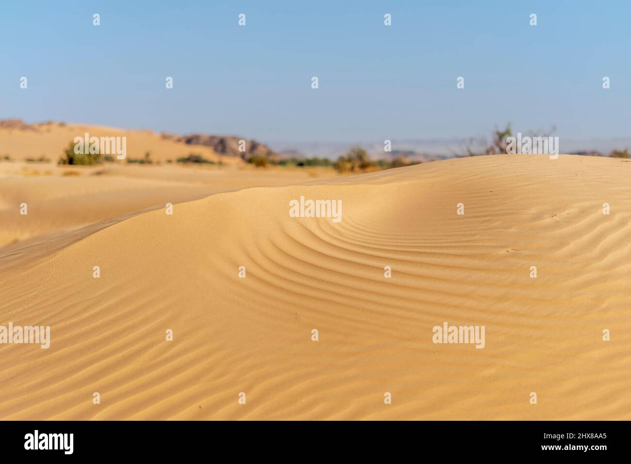 Dune du désert du Sahara d'Algérie. Magnifique couleur de sable avec des ondulations incroyables formes et contrastes. Ciel bleu flou et herbes séchées. Banque D'Images