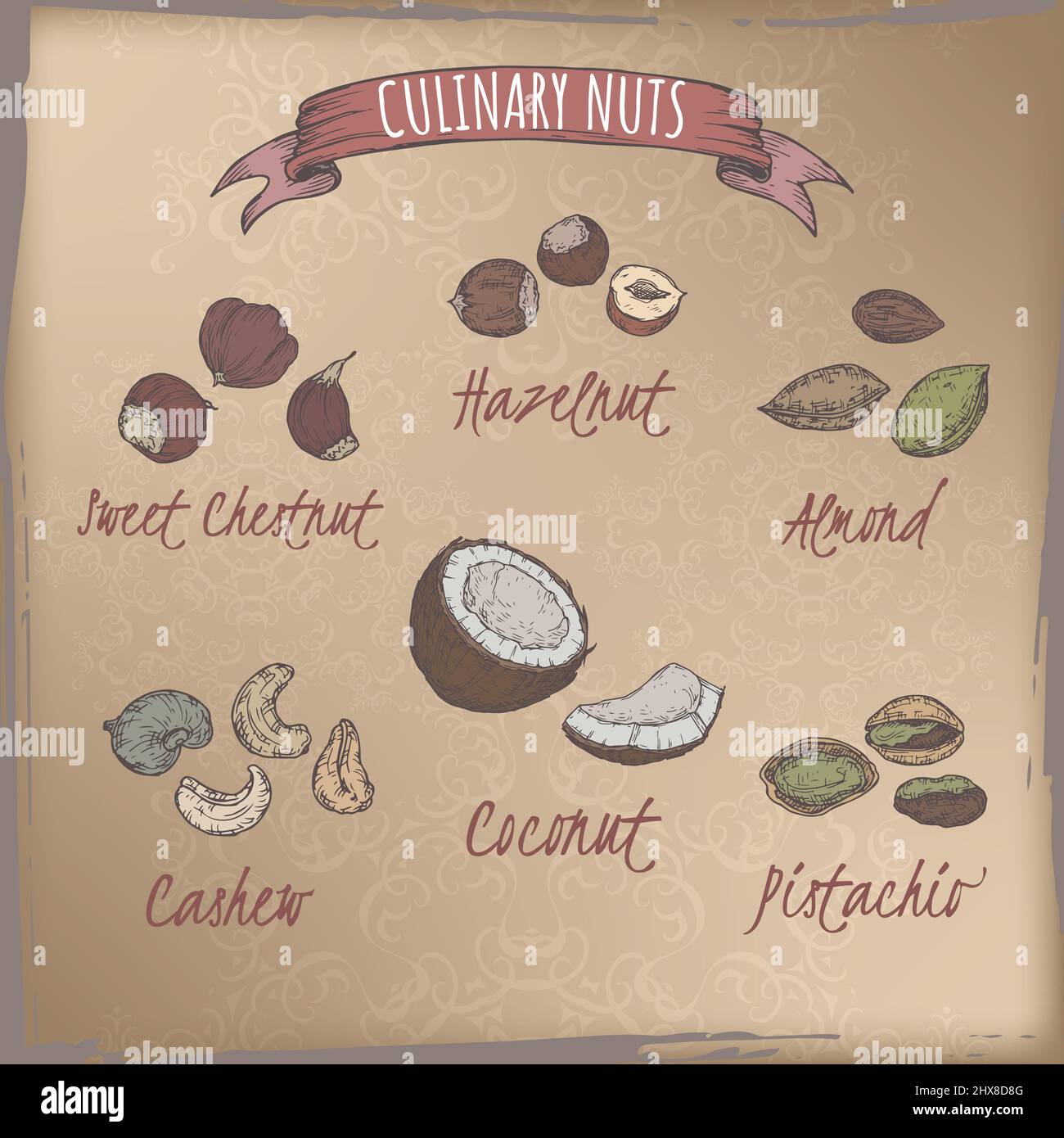Ensemble de six noix les plus courantes - noisette, châtaigne, noix de coco, amande, pistache, noix de cajou. Série de noix culinaires. Illustration de Vecteur