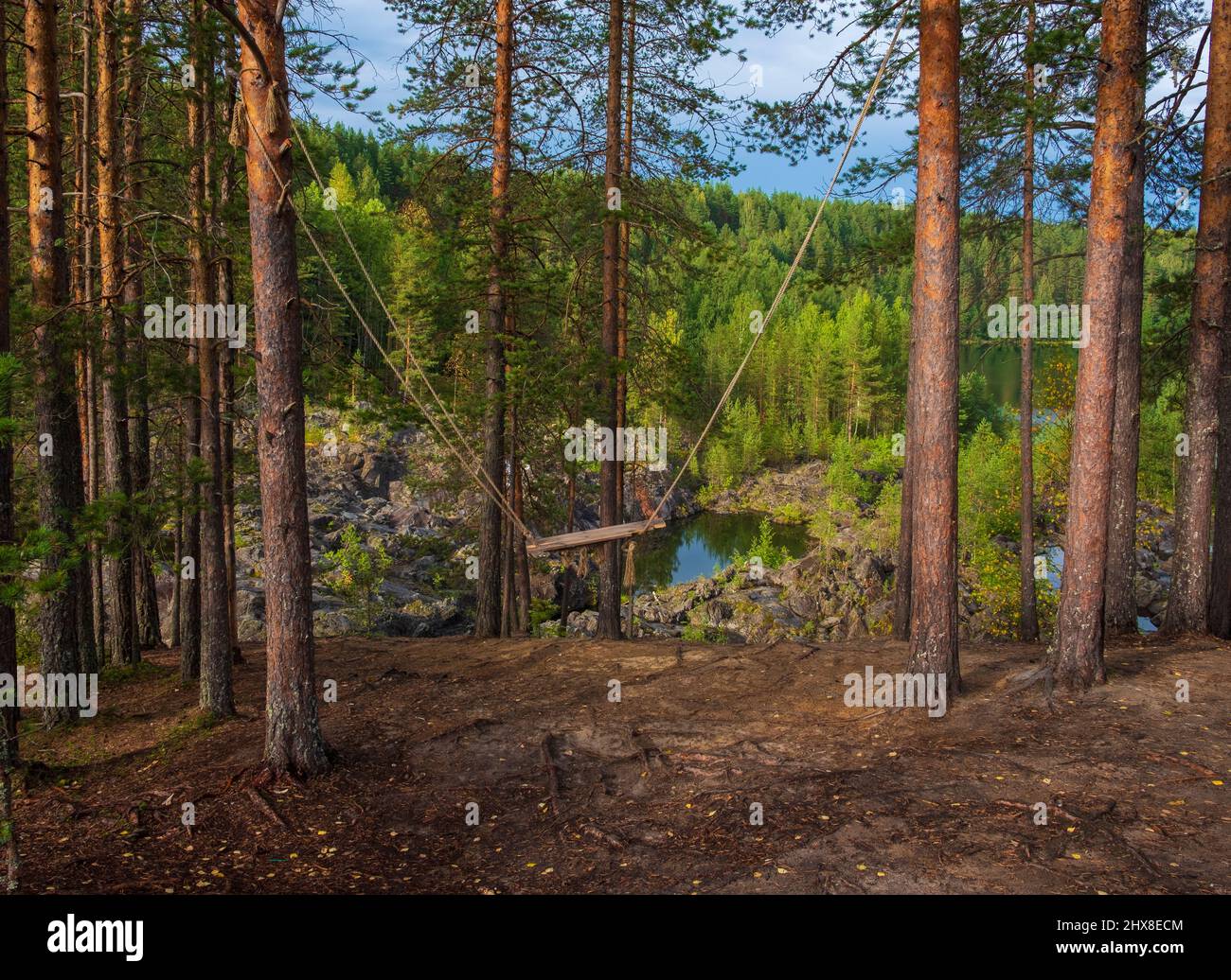 Balancer sur les pins sur la rive rocheuse près de la forêt dans le nord Banque D'Images