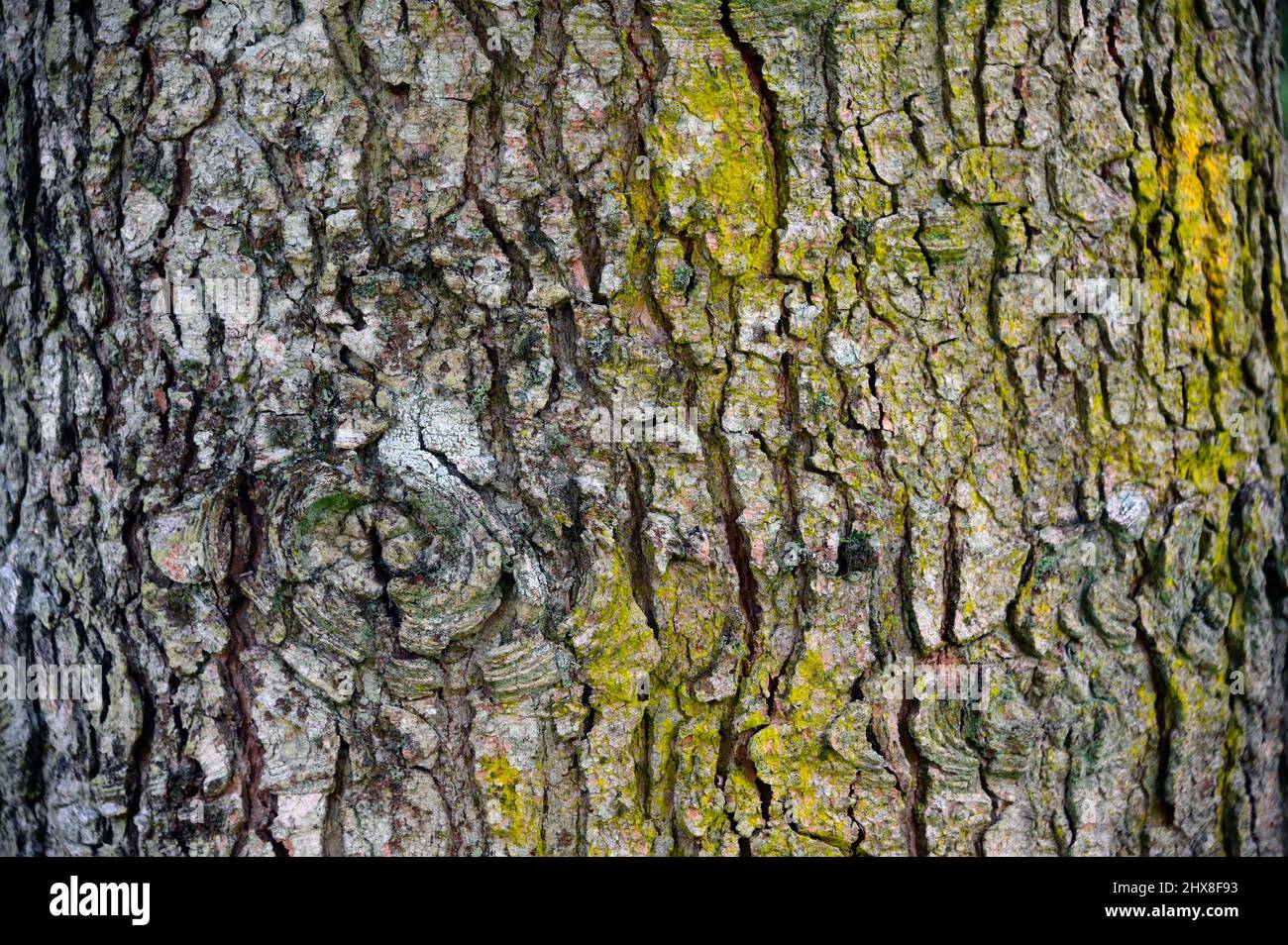L'abies holophylla, également appelé sapin à aiguilles ou sapin manchurien, est une espèce de sapin indigène des régions montagneuses du nord de la Corée, du sud de l'Ussuriland, Banque D'Images