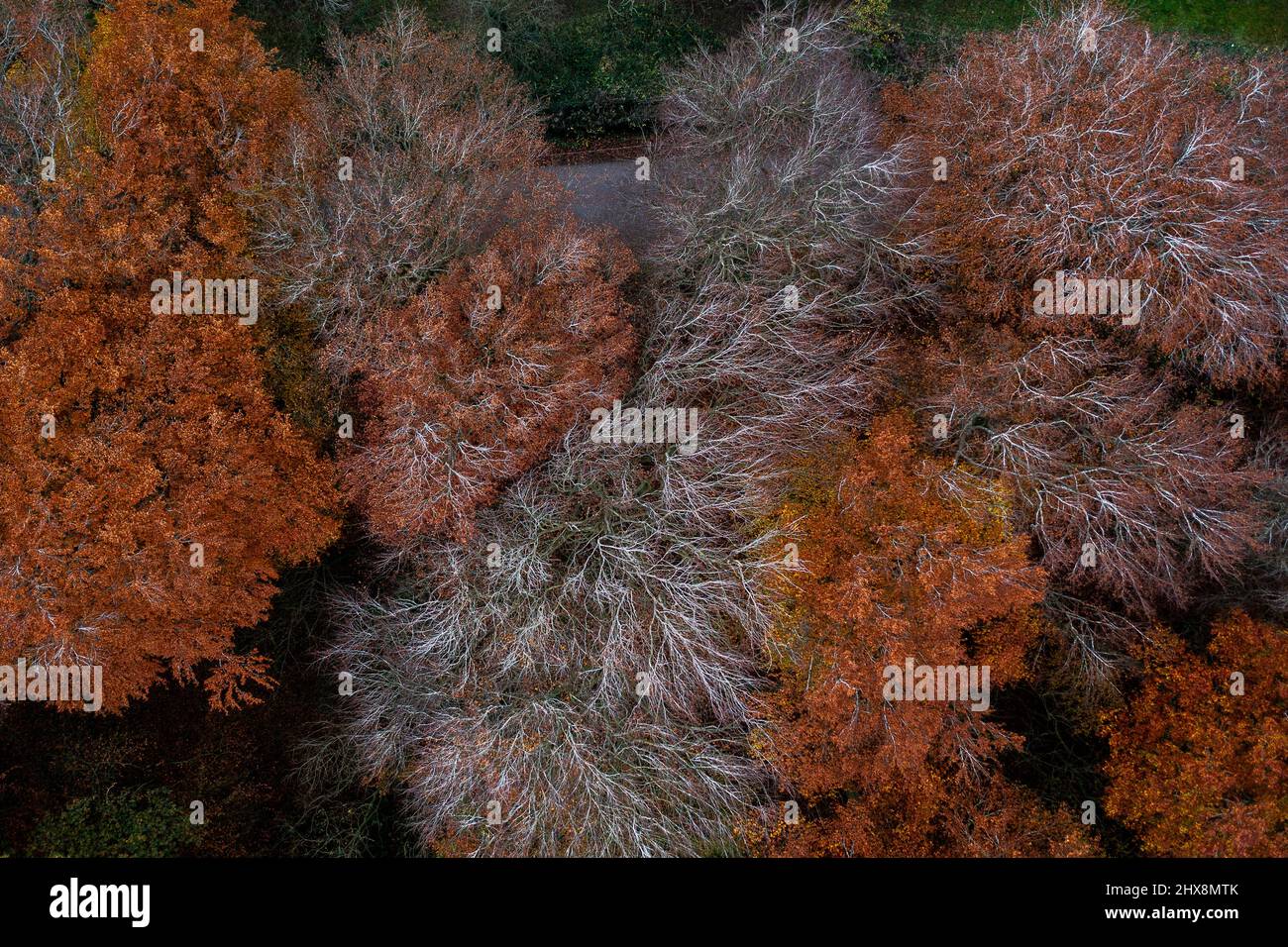 Superbes arbres de plumes rouges et orange brûlés à la pointe de l'hiver. Banque D'Images