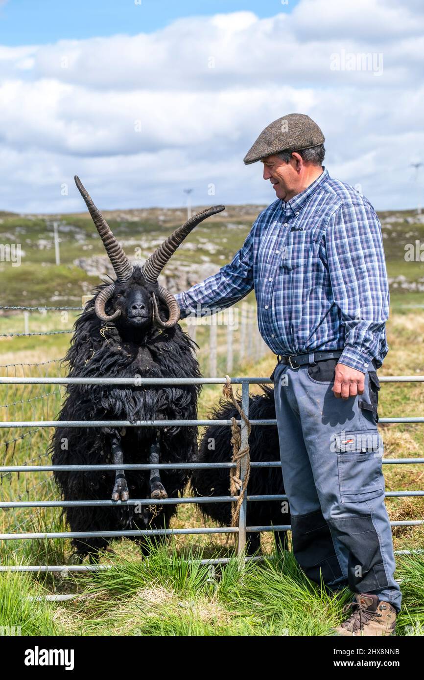 Un fermier porte cette race inhabituelle de moutons à cornes multiples, qui semble qu'elle pourrait être originaire d'une autre planète. Banque D'Images