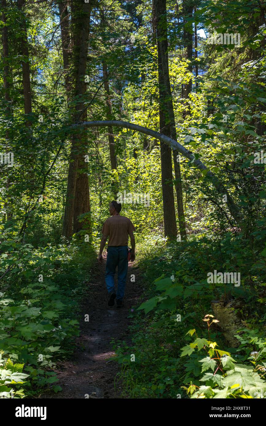 Homme marchant sur le chemin de la forêt en été. Colombie-Britannique, Canada. Banque D'Images