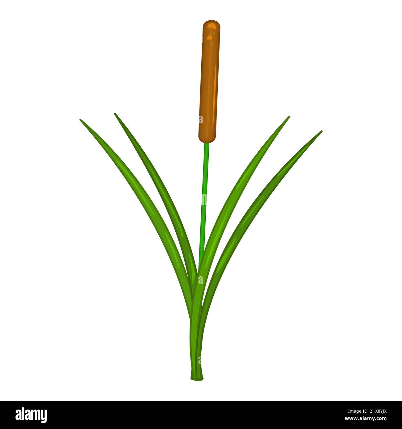 Reed isolé sur fond blanc. Marais Cannes.Cattail avec feuille verte. Marais, lac ou herbe de rivière.un buisson de roseau vert avec inflorescence brune.Vector Illustration de Vecteur