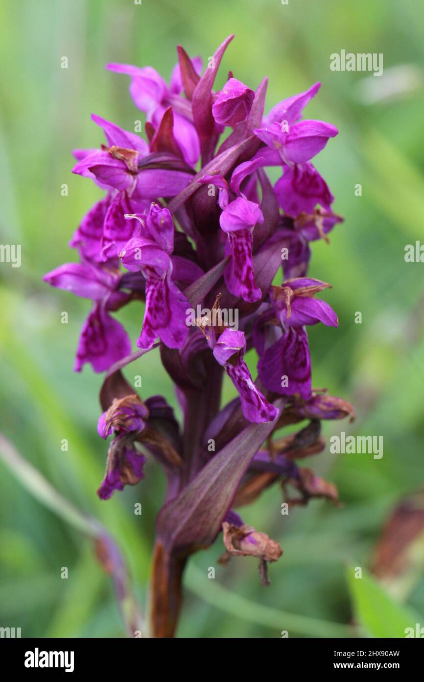 Orchid du marais Hebridean, Dactylorhiza ebudensis (alias Dactylorhiza traunsteinerioides ssp. francis-drucei var.ebudensis), Hebrides, Écosse, Royaume-Uni Banque D'Images