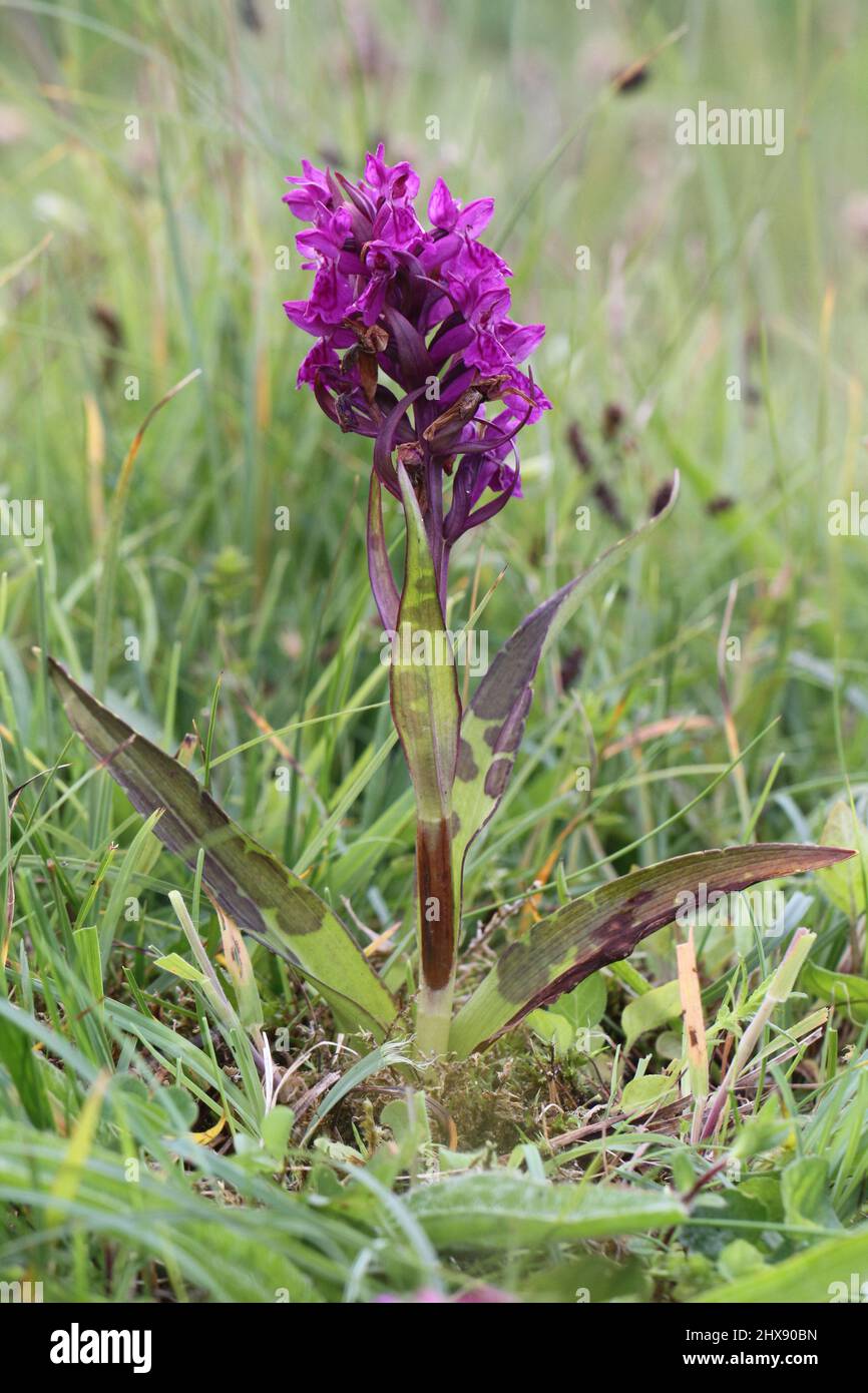 Orchid du marais Hebridean, Dactylorhiza ebudensis (alias Dactylorhiza traunsteinerioides ssp. francis-drucei var.ebudensis), Hebrides, Écosse, Royaume-Uni Banque D'Images