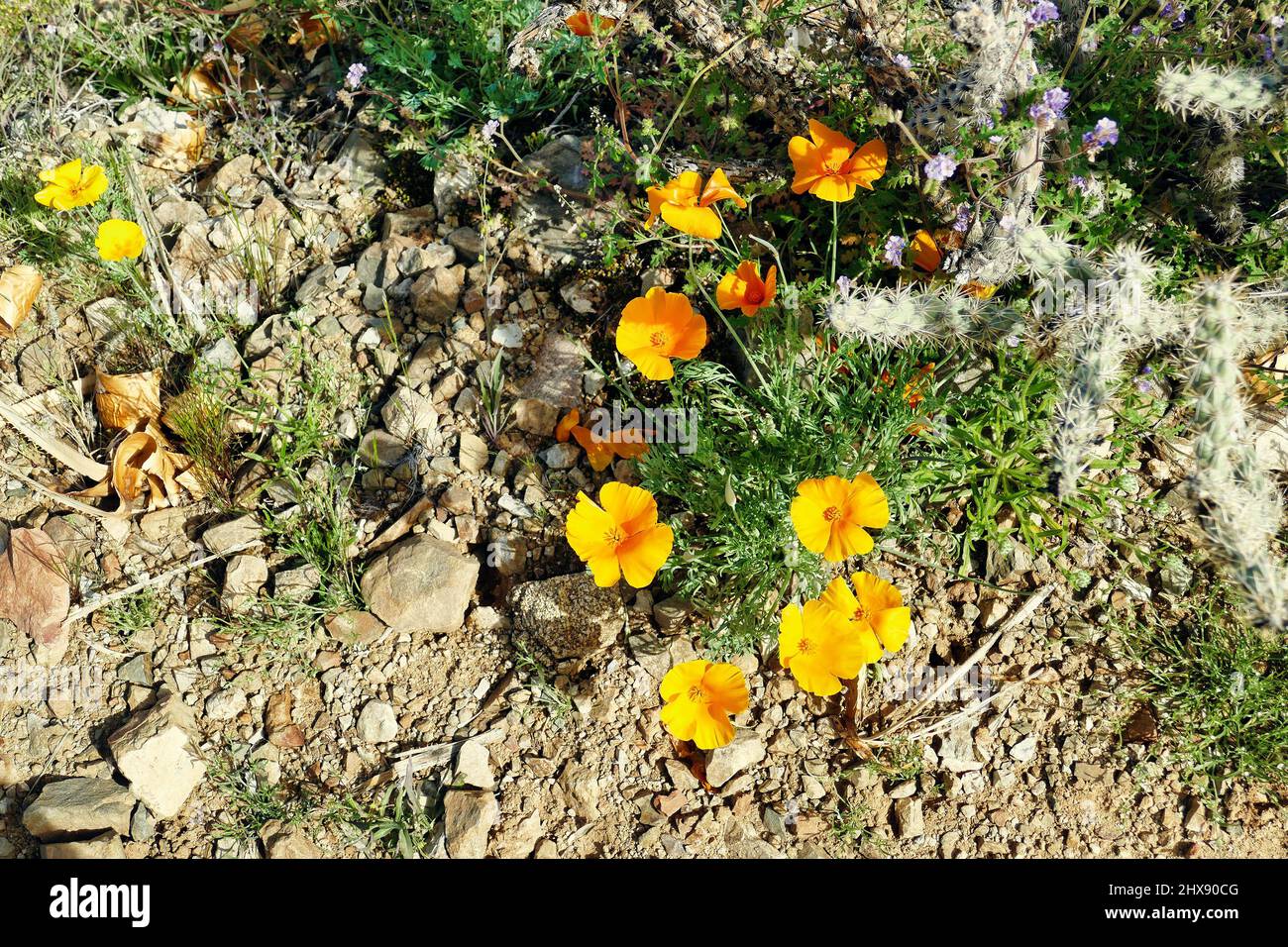 Les coquelicots de Californie (Eschscholzia californica) fleurissent après des averses de pluie dans le désert aride de de Sonoran, Arizona, Etats-Unis Banque D'Images