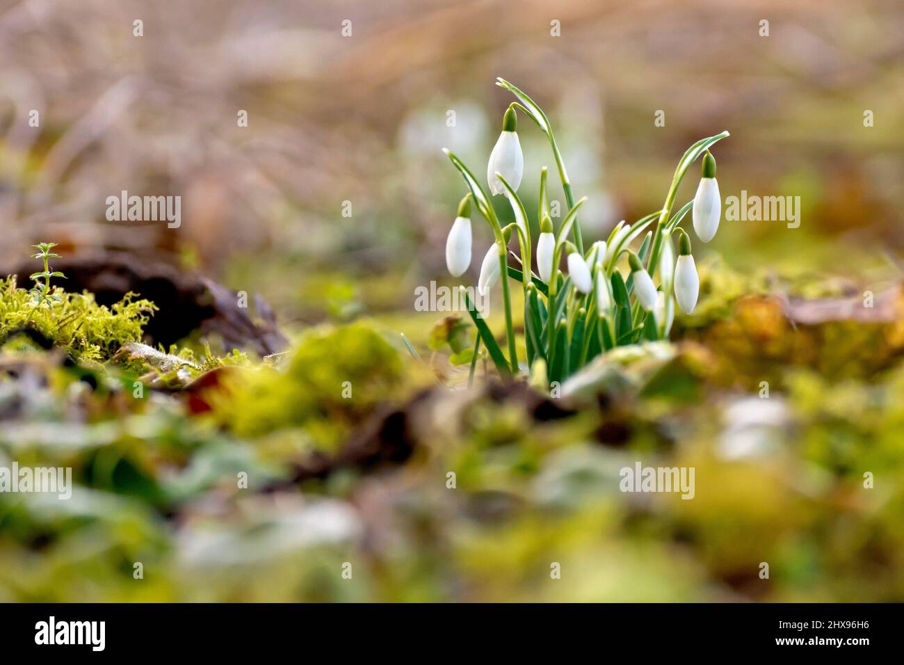 Gouttes de neige (galanthus nivalis), gros plan d'un petit groupe de plantes, encore en bud, isolées par un premier plan et un arrière-plan hors foyer. Banque D'Images