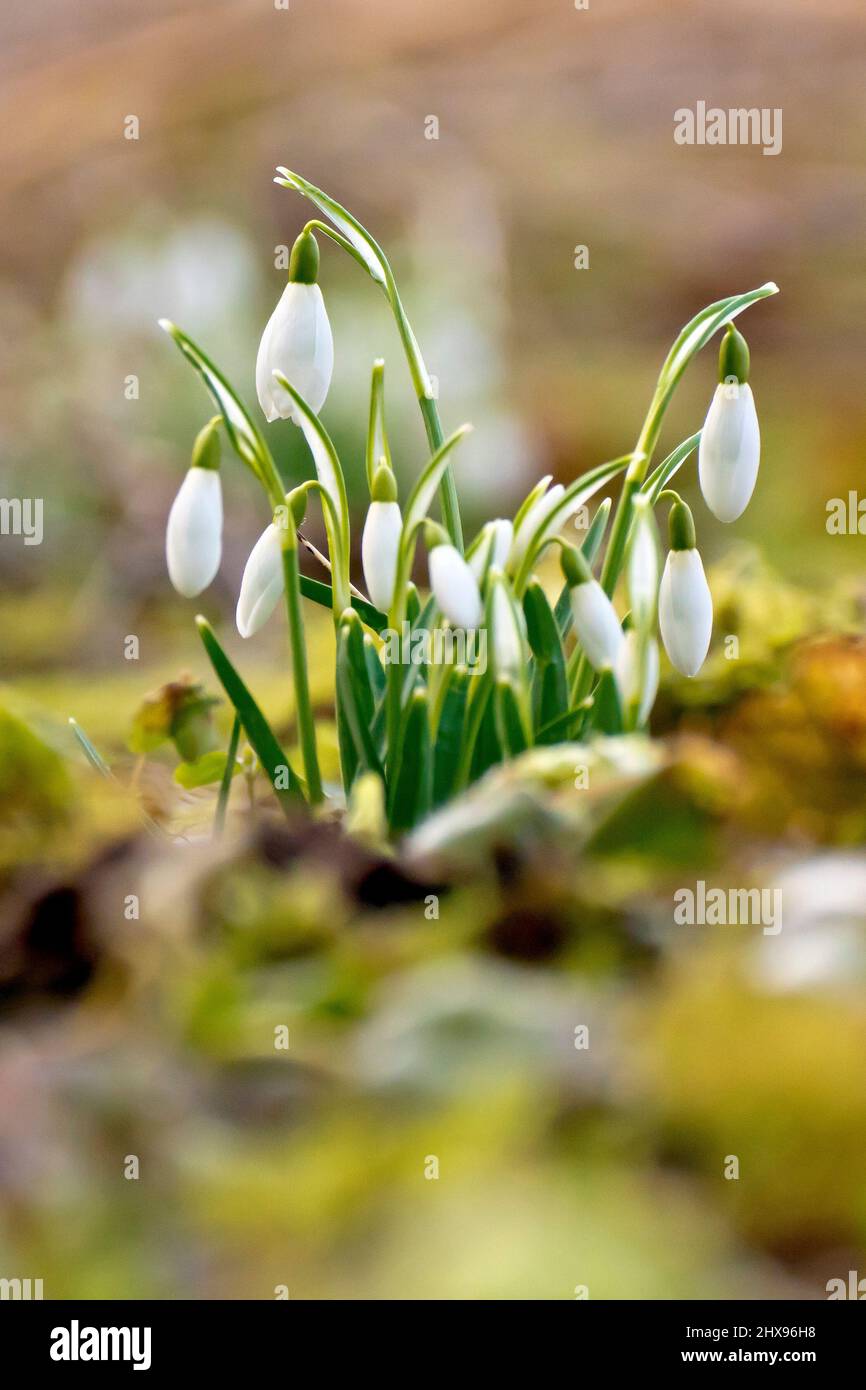 Gouttes de neige (galanthus nivalis), gros plan d'un petit groupe de plantes, encore en bud, isolées par un premier plan et un arrière-plan hors foyer. Banque D'Images