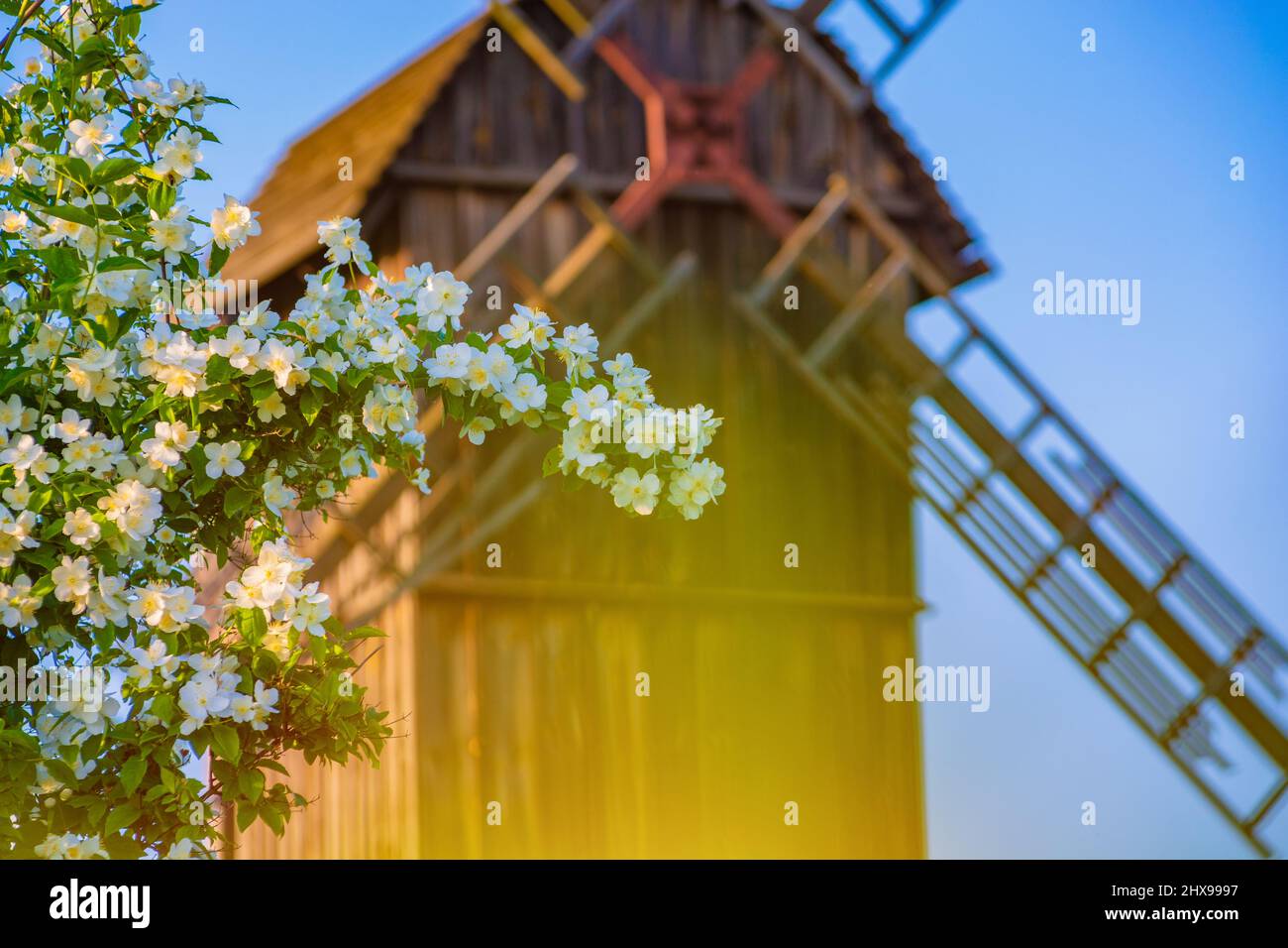 Moulin en bois et buisson en jasmin à fleurs. Banque D'Images