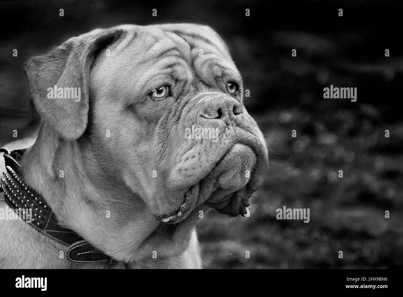 Chien Chien Race Mastiff D Un Dogue De Bordeaux Sur Fond Sombre Portrait Grand Avec Un Oeil Vigilant Mise Au Point Selective En Blanc Noir Photo Stock Alamy