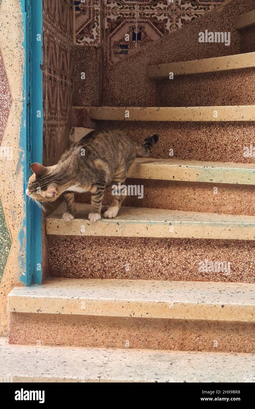 Chat européen commun à l'entrée d'une maison MDiq. Tétouan. Maroc. Banque D'Images