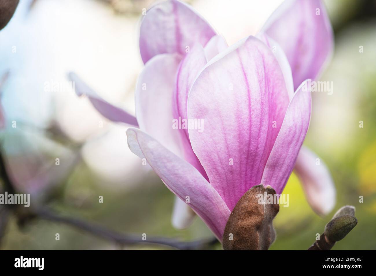 Fleur de magnolia japonaise de printemps. Espagne Cantabrie. Banque D'Images