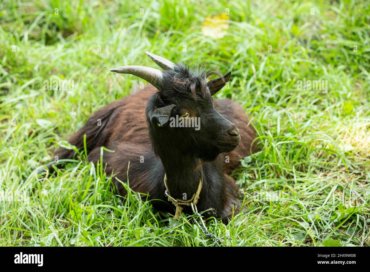 Portrait d'une chèvre camerounaise noire avec de grandes cornes, debout sur l'herbe verte. Agriculture. Ukraine. Banque D'Images