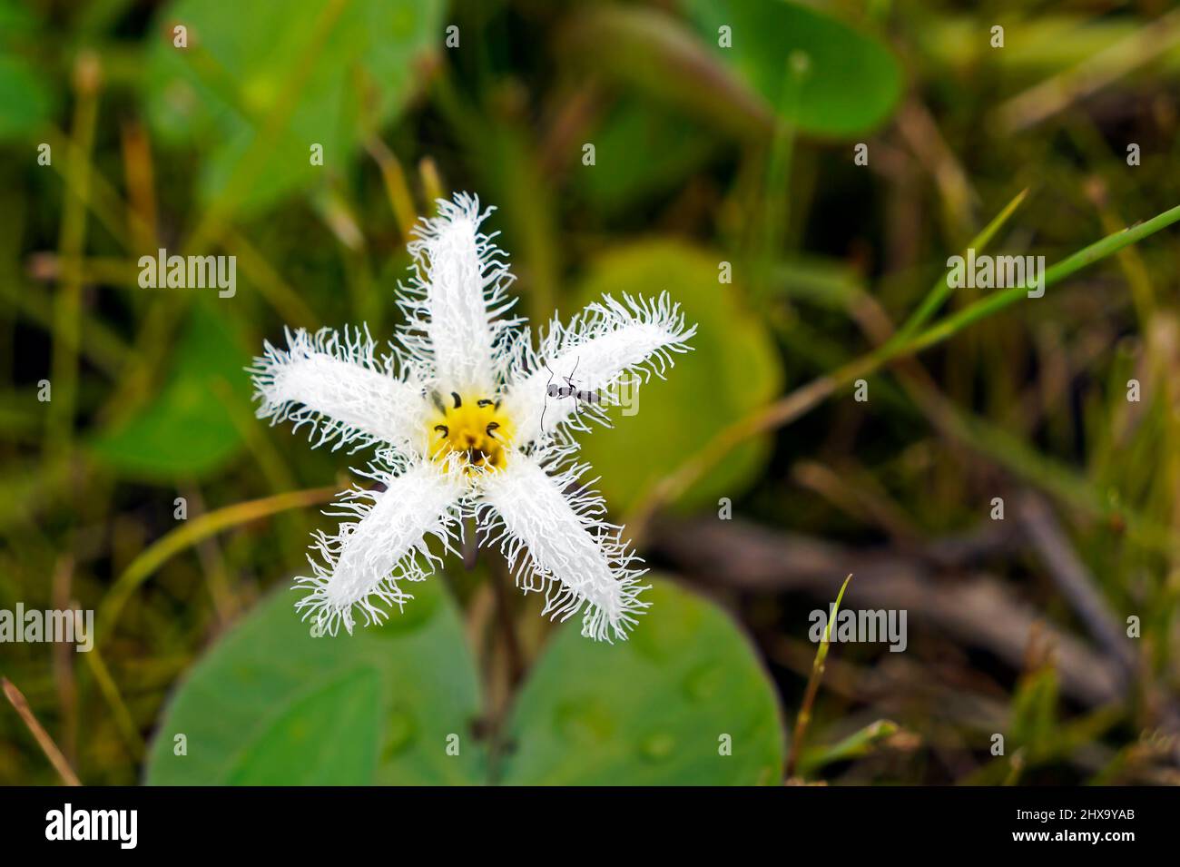 Fleur flocon de neige à l'eau (Nymphoides indica) Banque D'Images