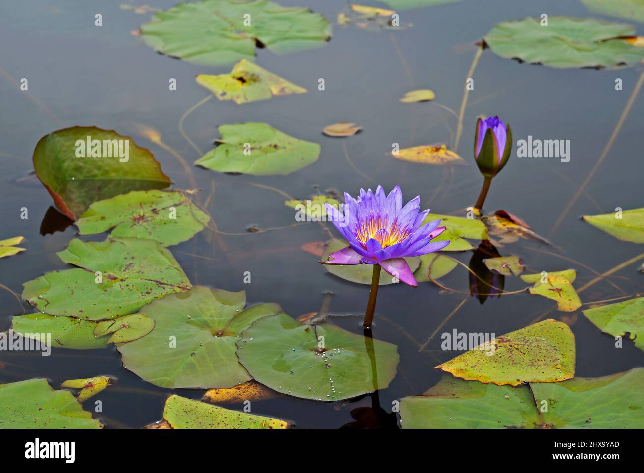 Fleurs de nénuphars (Nymphaea caerulea) sacrées sur le lac Banque D'Images