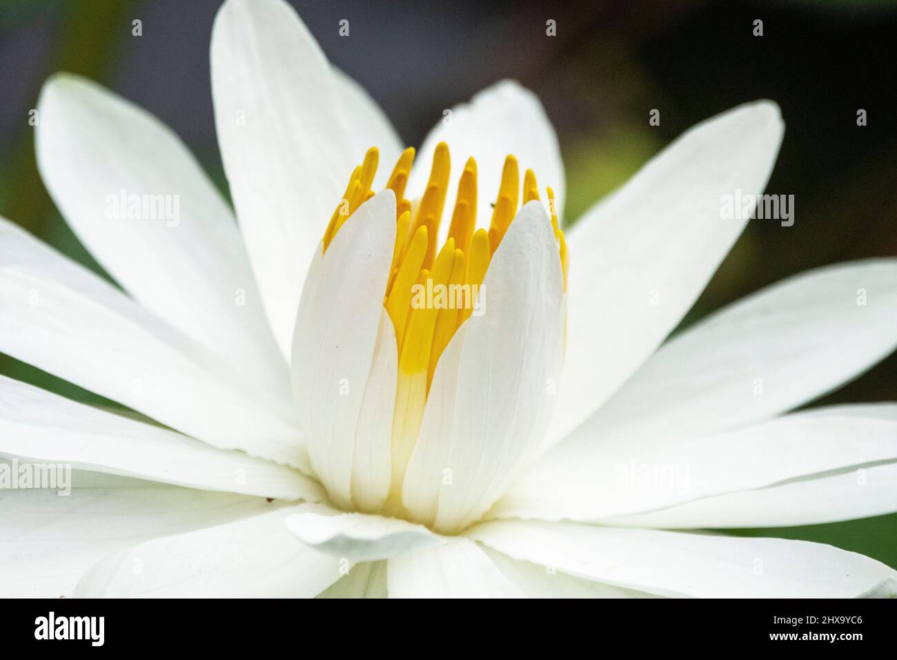 Belle fleur de nénuphars blanc tropical sur le lac Banque D'Images