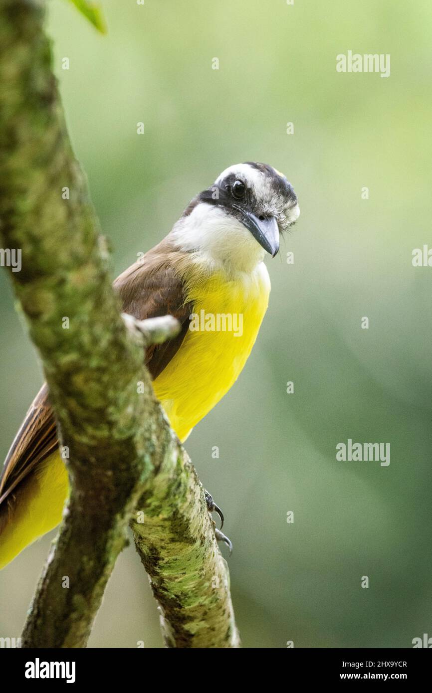 Magnifique oiseau tropical jaune sur paysage vert de forêt tropicale Banque D'Images