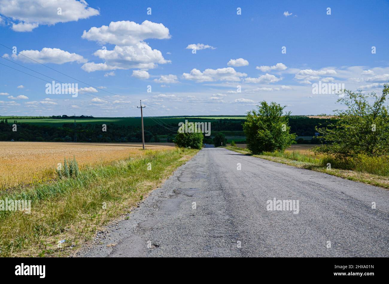 champs avec du blé sur une route de campagne et ciel clair Banque D'Images