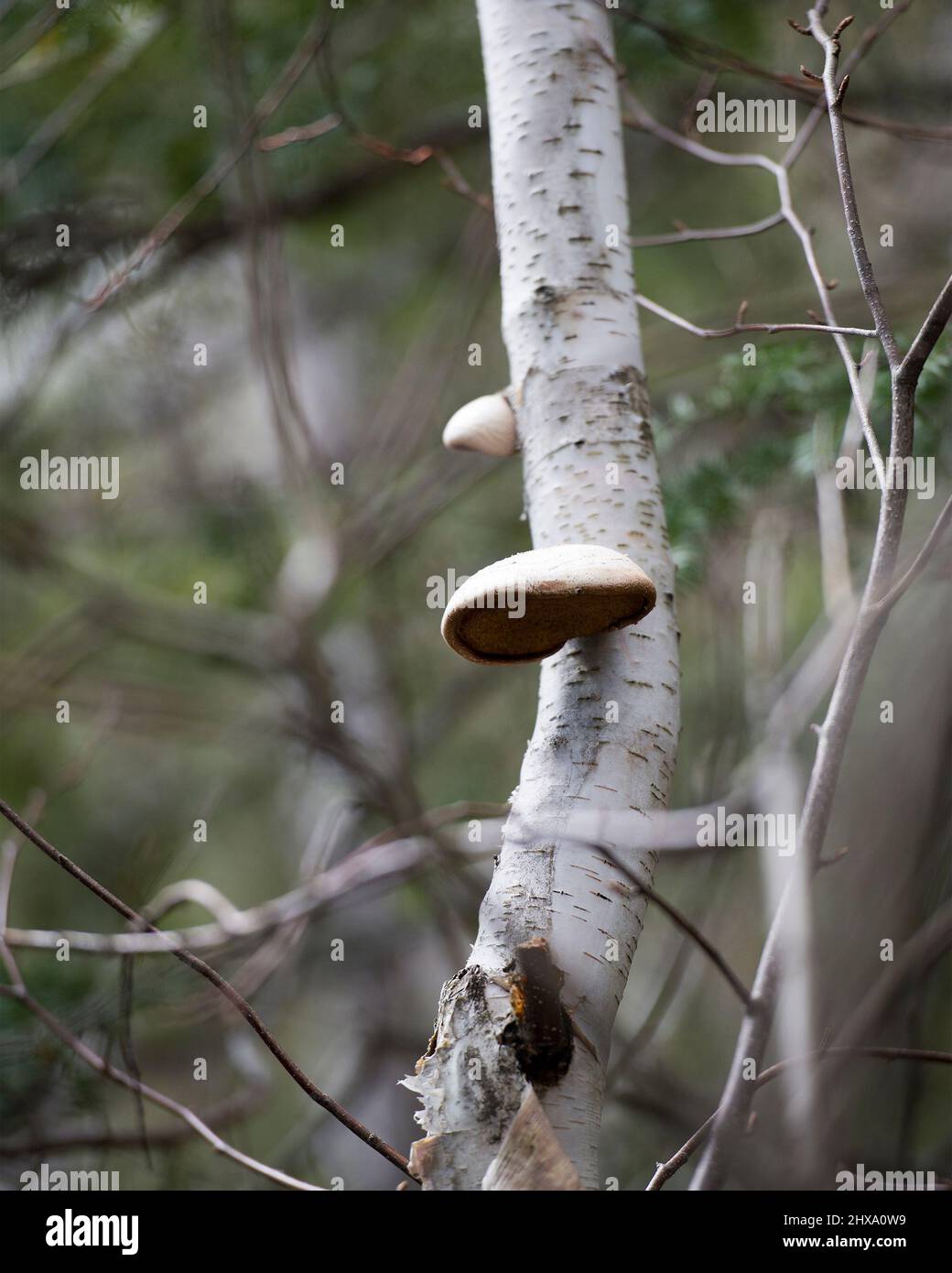 Champignon Birch Poly pore et sa diversité sur un bouleau dans la forêt avec un fond de forêt flou. Champignon. Banque D'Images