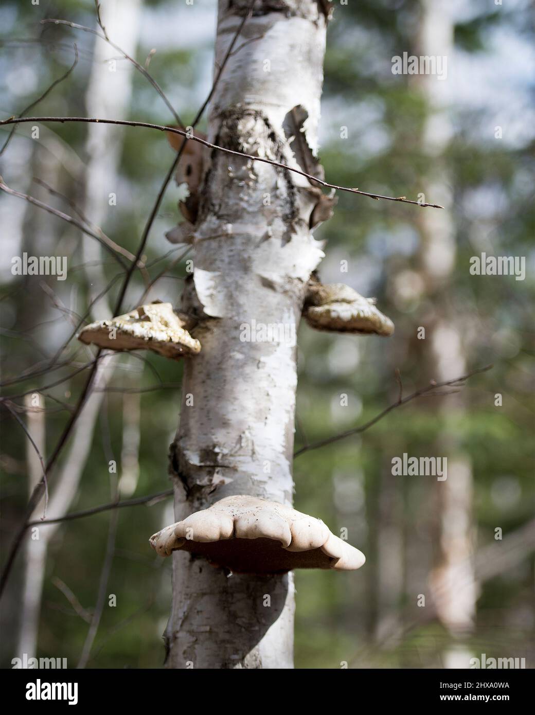 Champignon Birch Poly pore et sa diversité sur un bouleau dans la forêt avec un fond de forêt flou. Champignon. Banque D'Images