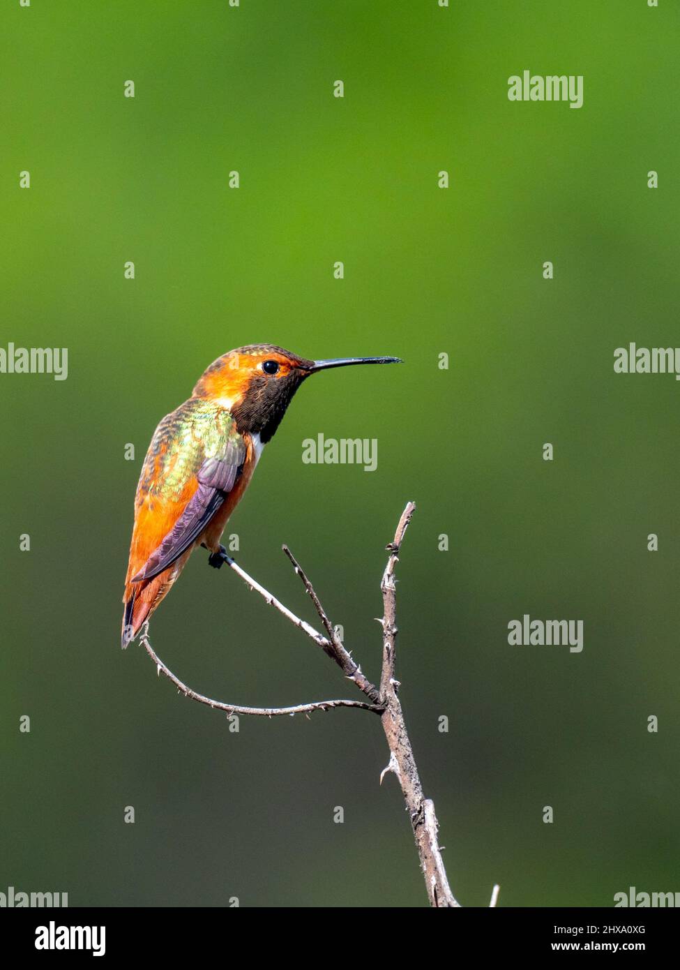 Le colibri d'Allen, Sélasphorus sasin, dans le bassin de Sepulveda, Los Angeles, Californie Banque D'Images